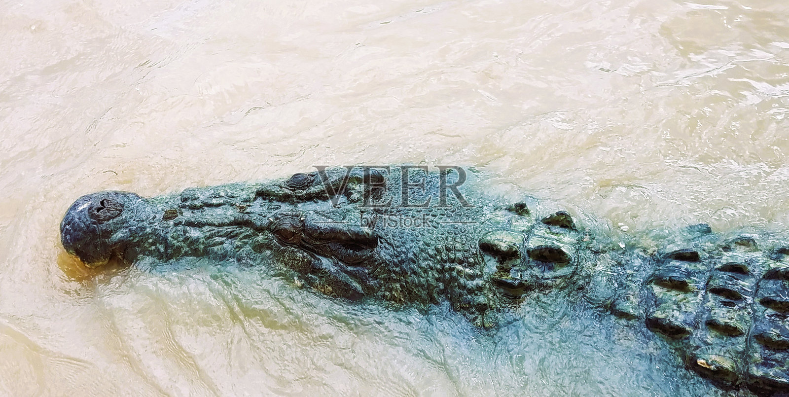 鳄鱼在河水中浮出水面照片摄影图片