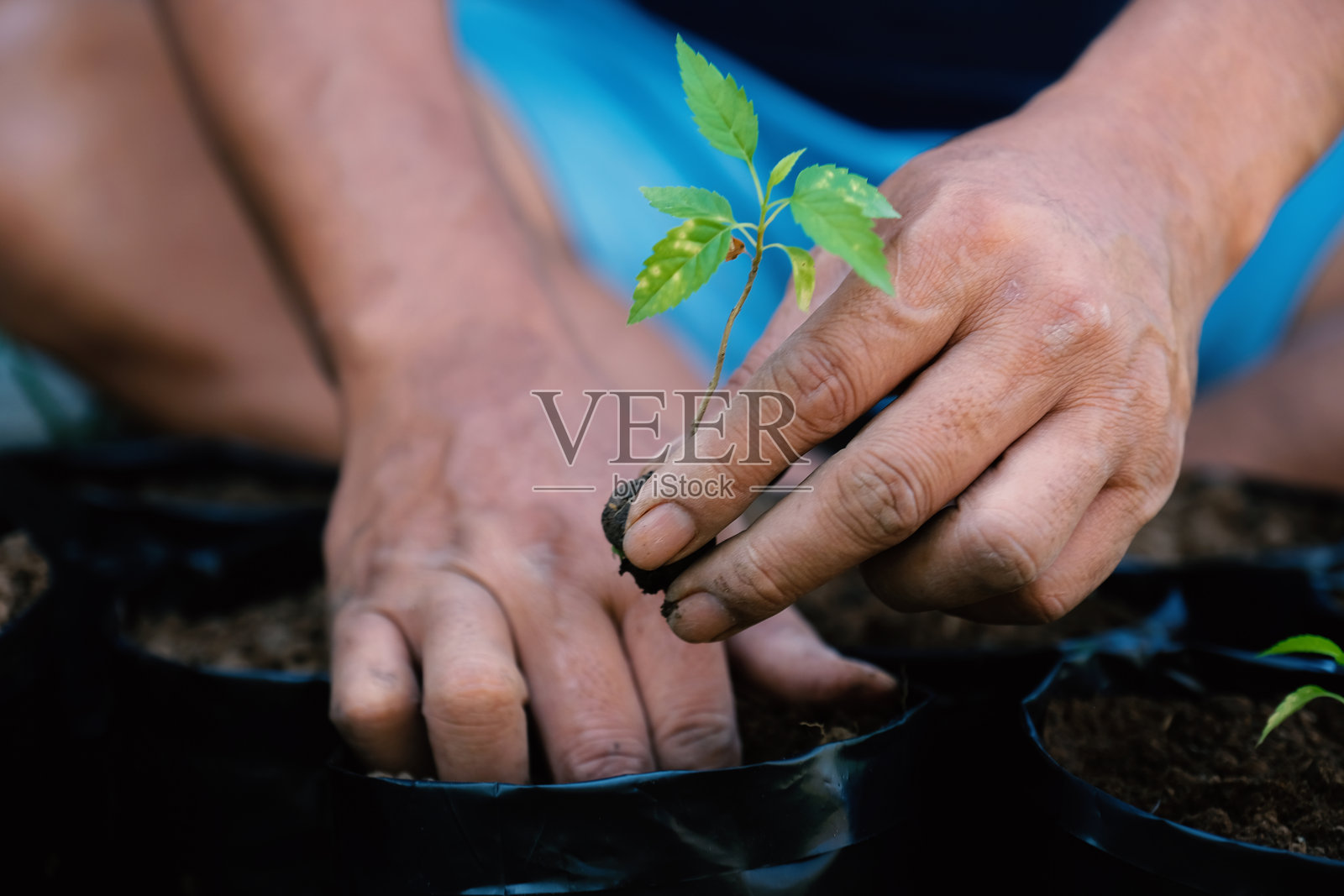 两只男性的手正在将小树苗的幼苗种植到黑色育苗袋中。照片摄影图片
