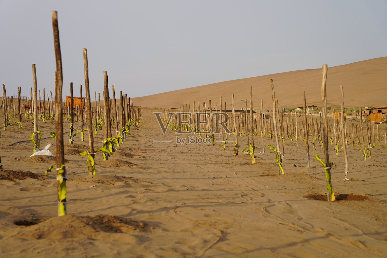 在干旱沙漠中栽培的火龙果植物照片摄影图片