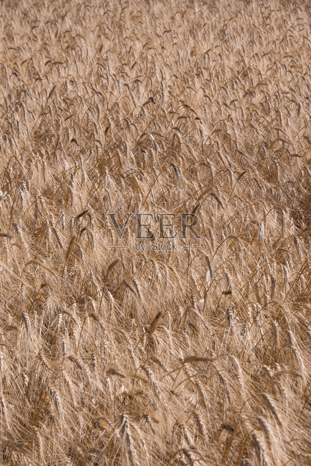 法国阿维尼翁郊区的小麦种植园照片摄影图片