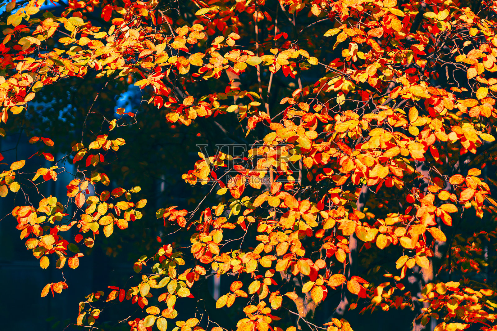 浓密而生机勃勃的秋叶照片摄影图片