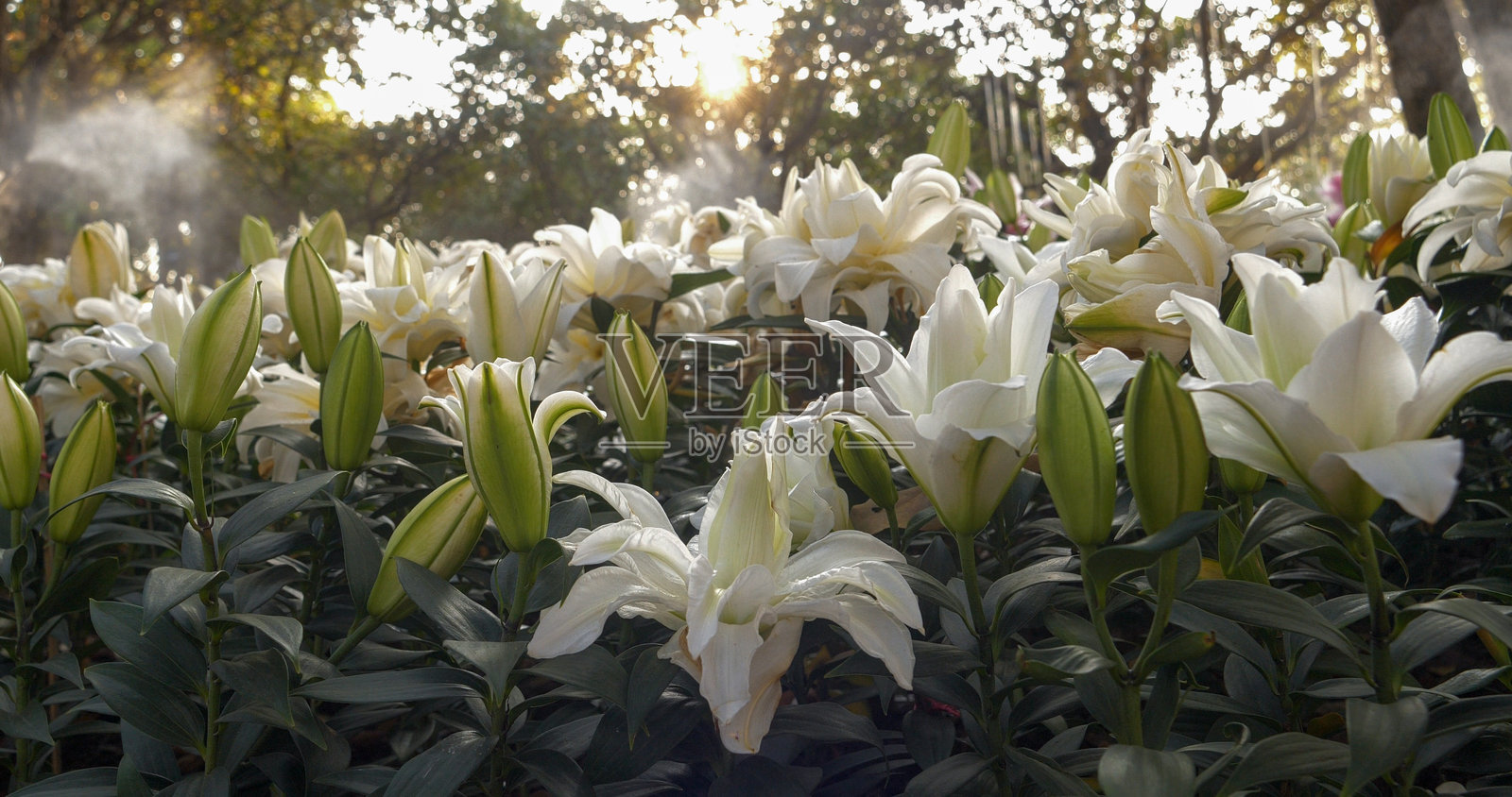 白色百合花在植物园中绽放，花瓣美丽，绿意盎然的公园。柔和的白色花朵盛开，构成春季花园的迷人景观。阳光下的百合花盛开，植物花卉在温室中生长。照片摄影图片
