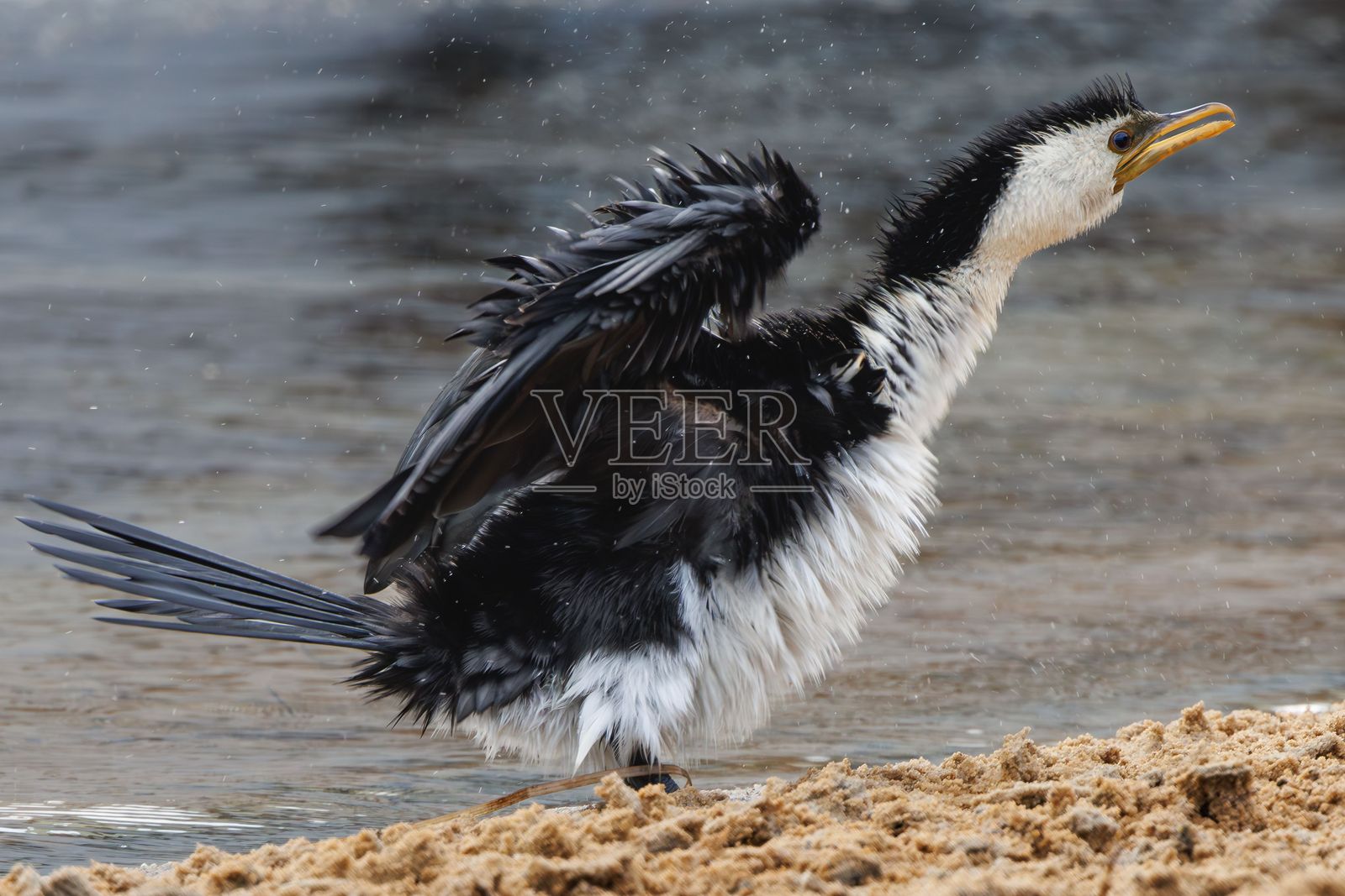 鸬鹚在海滩上抖水照片摄影图片