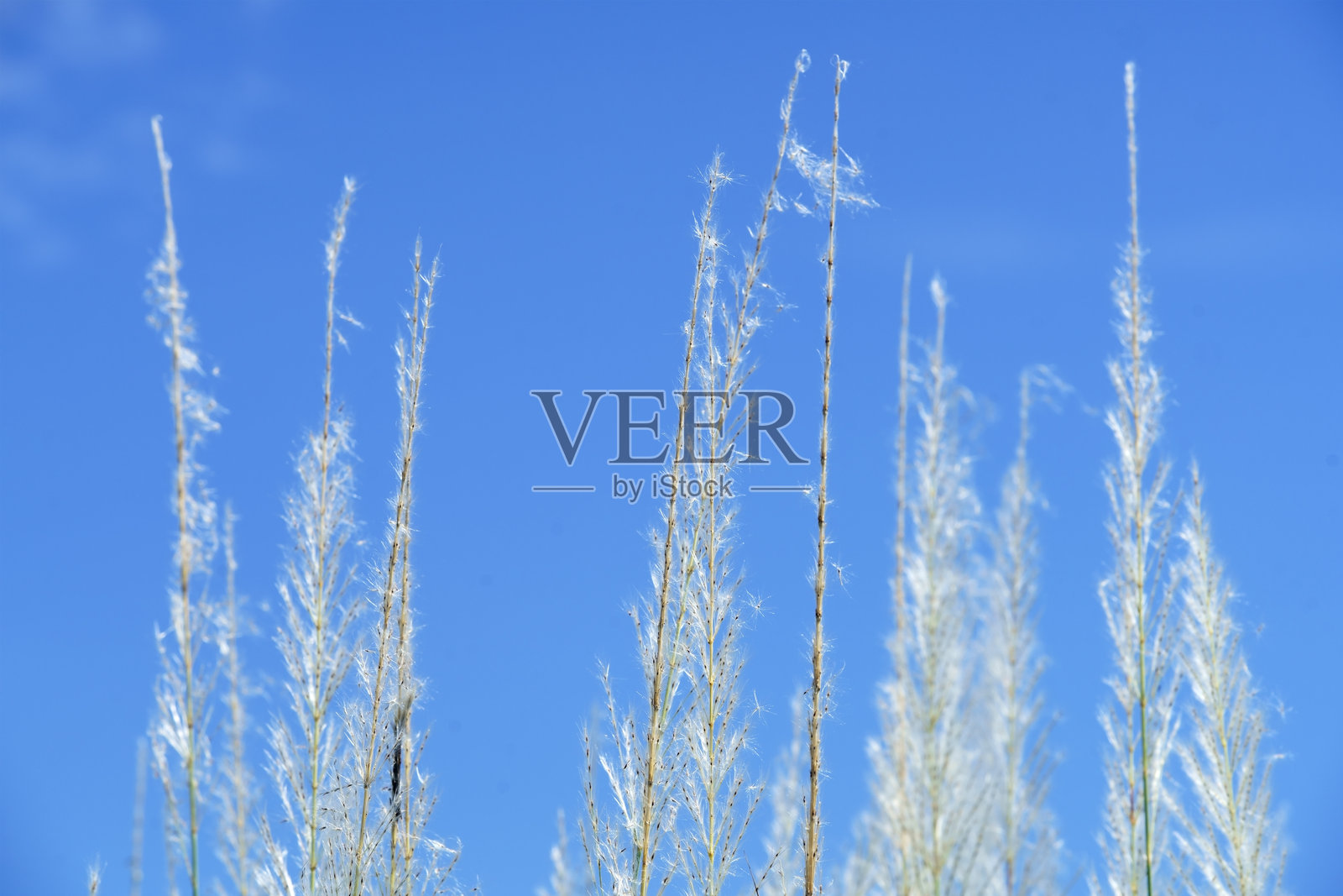 壮丽的草地与细腻的纹理映衬在清澈的蓝天之下，展现了自然的美丽与简约，营造出宁静的户外环境。照片摄影图片