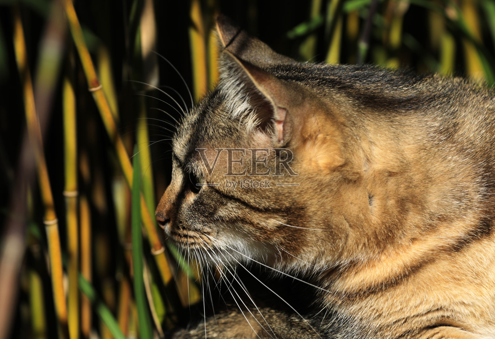 猫躺在草地上的草坪上照片摄影图片