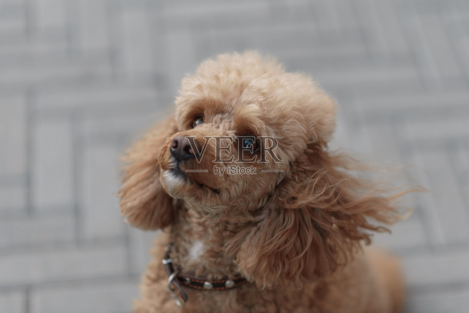 狗狗在看主人照片摄影图片