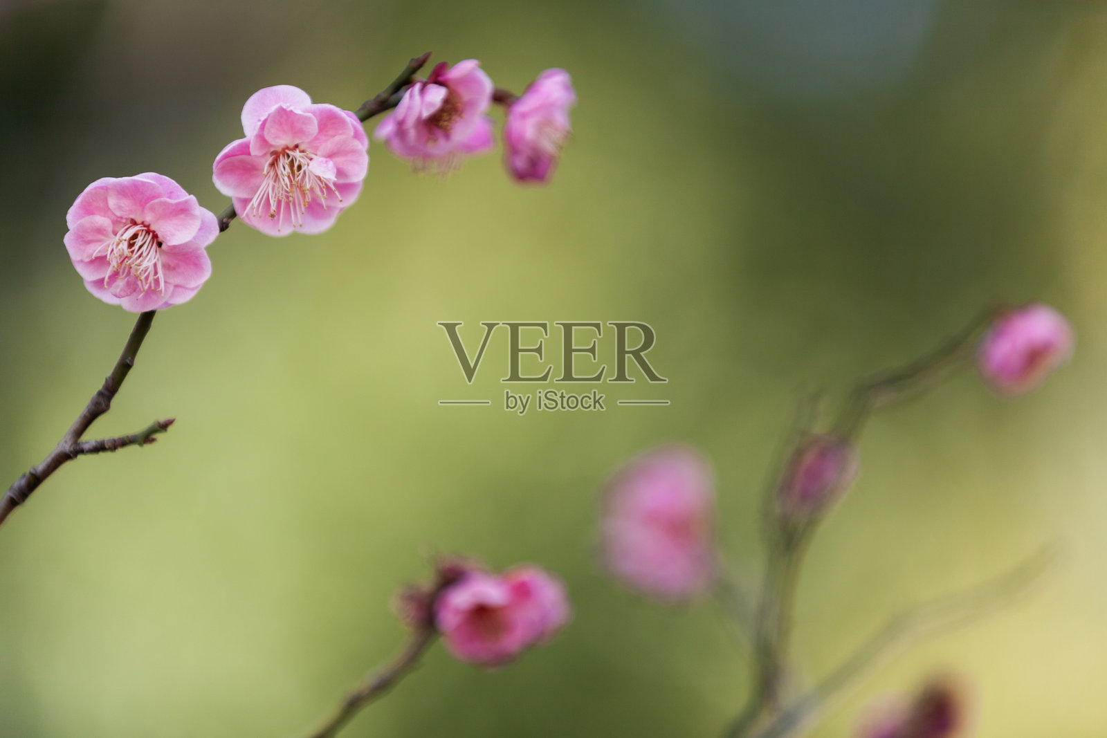 粉色梅花映衬绿色背景照片摄影图片