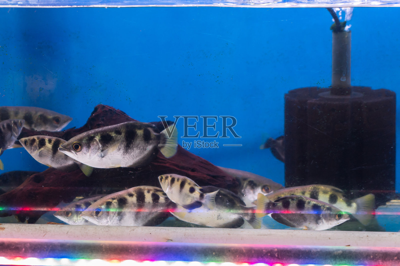 鱼缸中的斑点鱼照片摄影图片