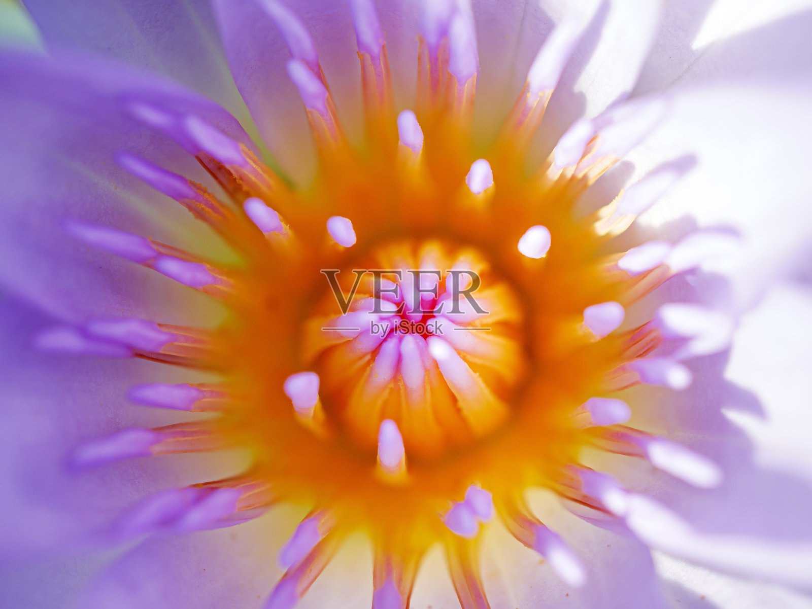 紫色莲花花粉细节特写镜头照片摄影图片