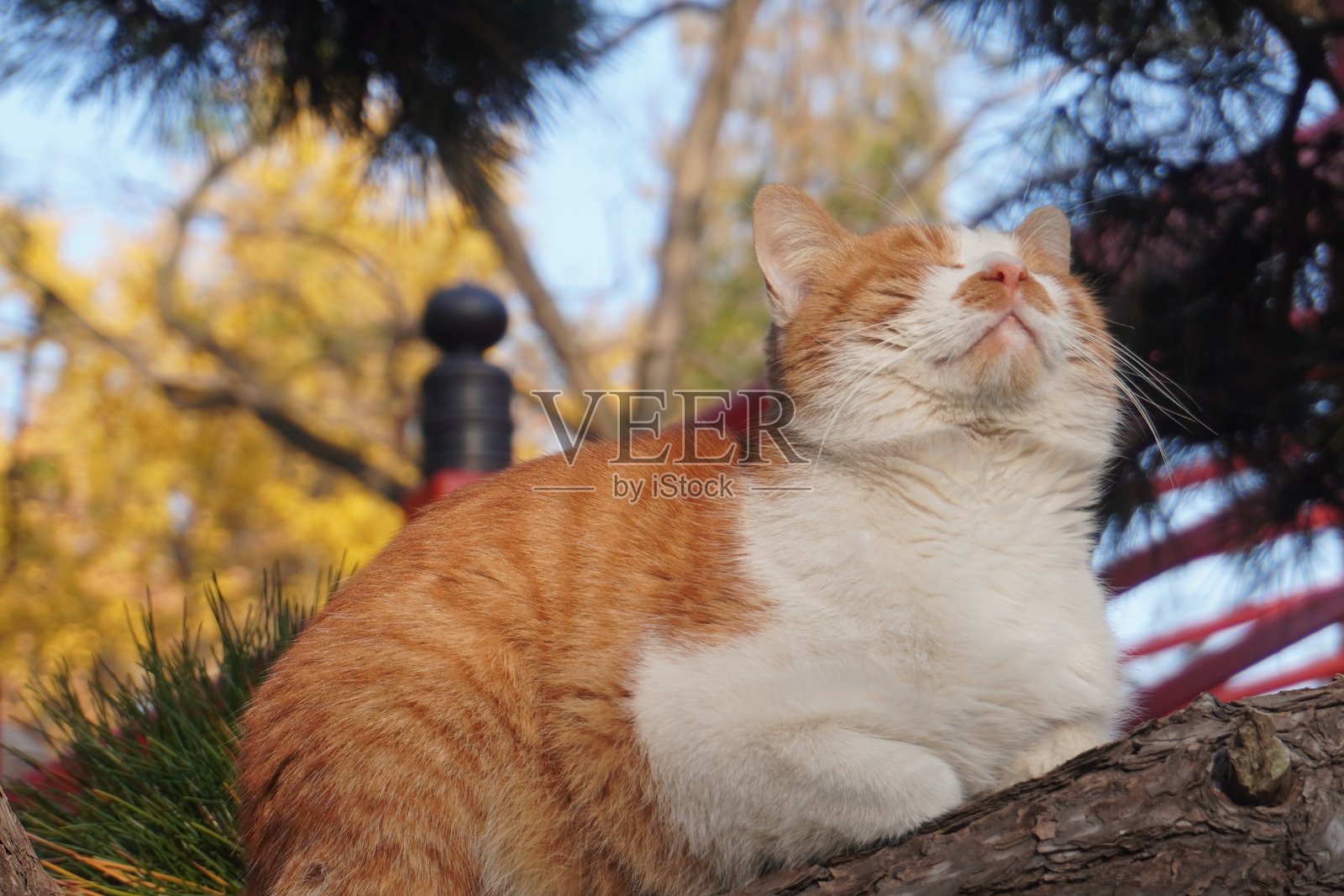 猫照片摄影图片