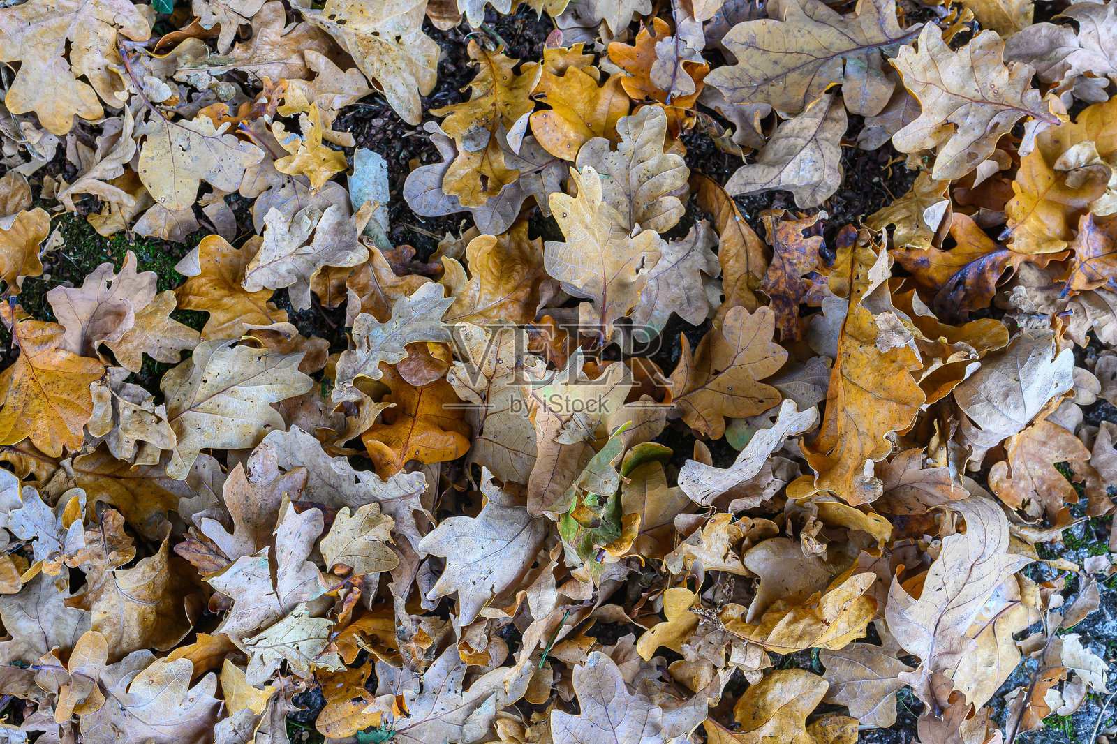 橡树叶照片摄影图片