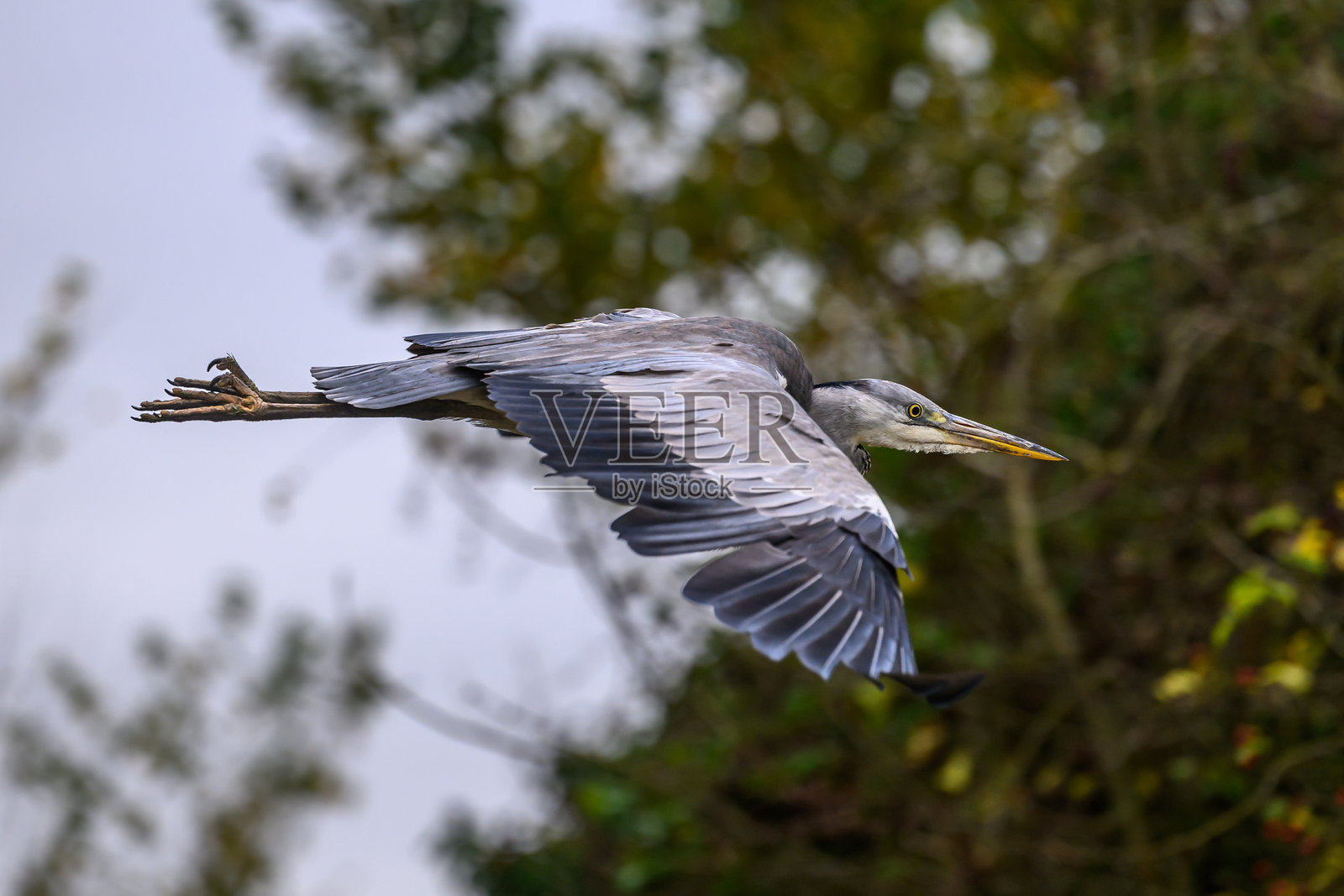灰鹭在飞行中照片摄影图片