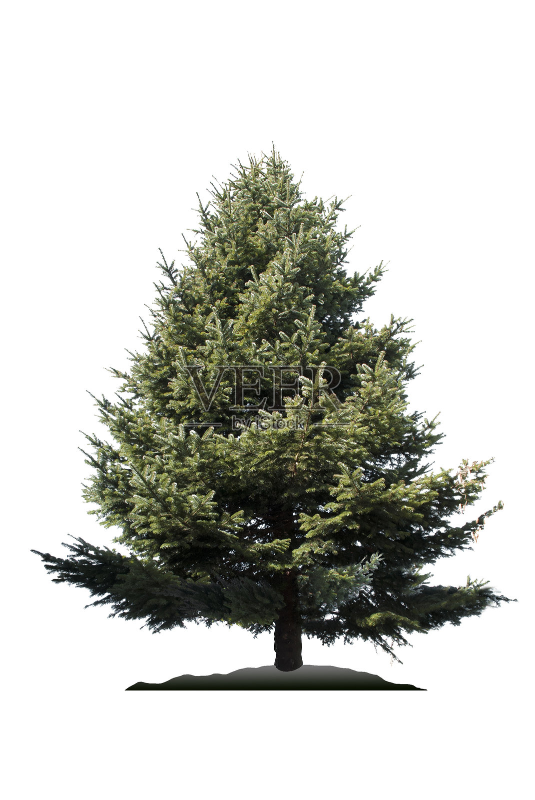 圣诞快乐，新年快乐。白色背景上的圣诞树照片摄影图片