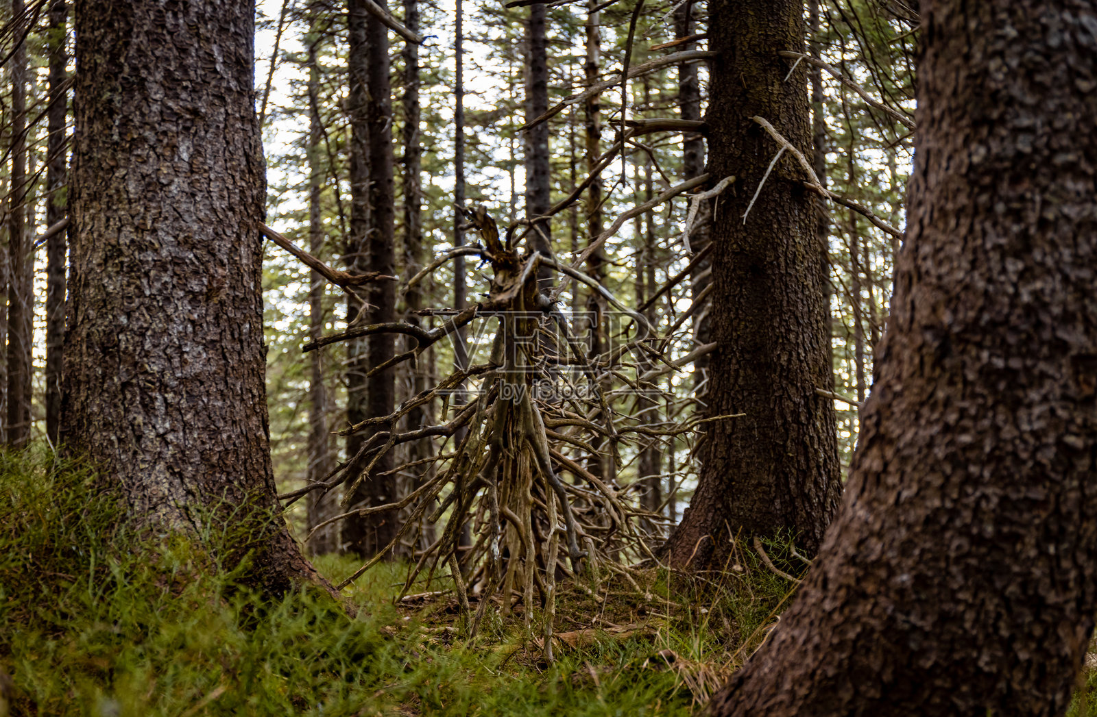 秋天山林中的树根和树干照片摄影图片