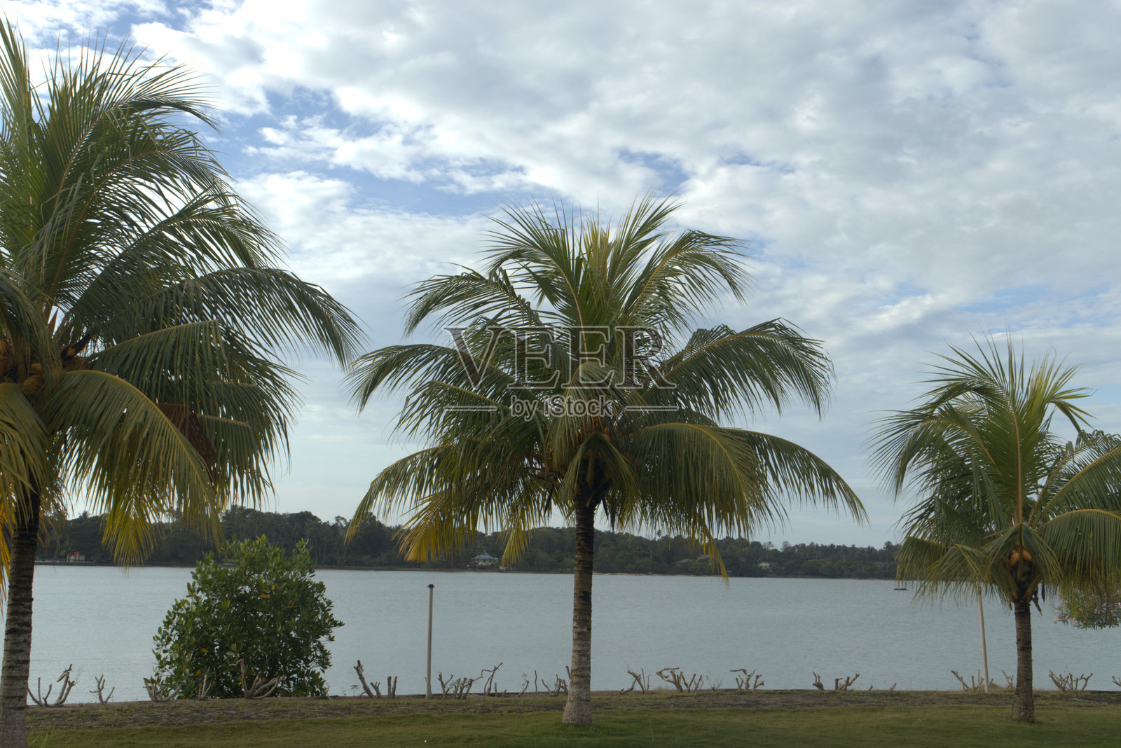 海滩旁的热带棕榈树，宁静的水面和清澈的蓝天背景照片摄影图片