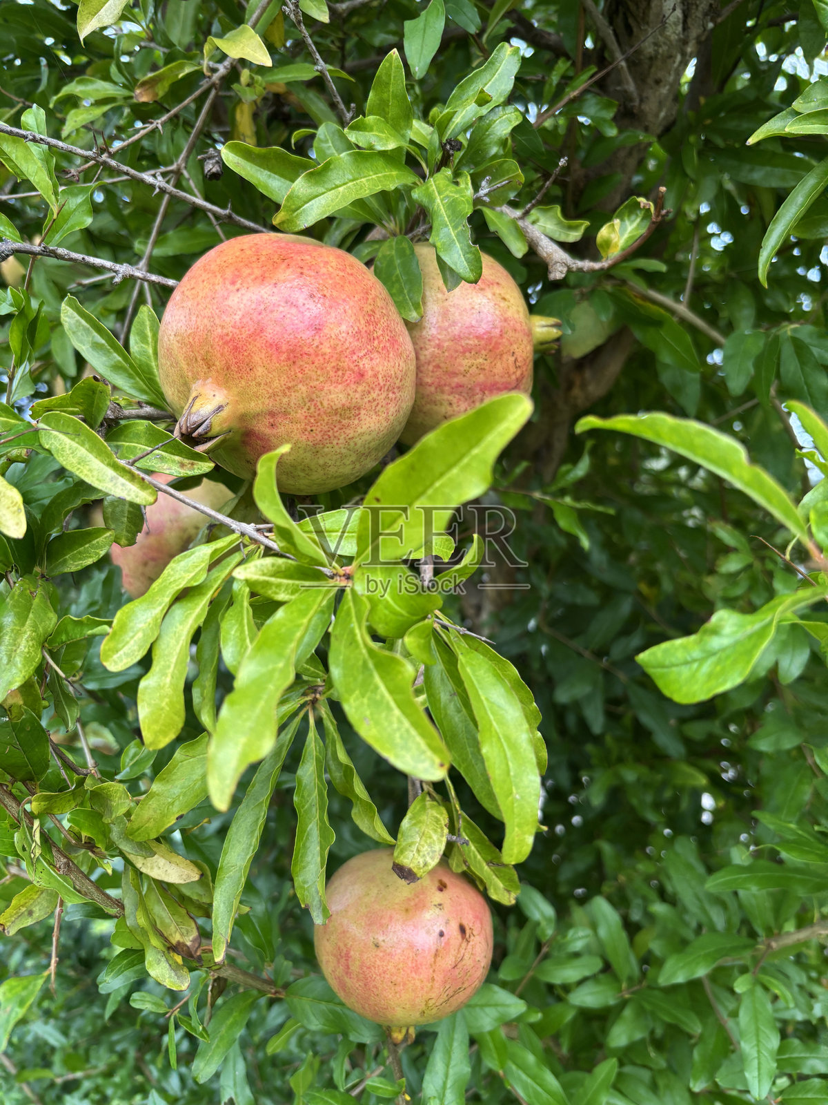 树上的石榴果。照片摄影图片