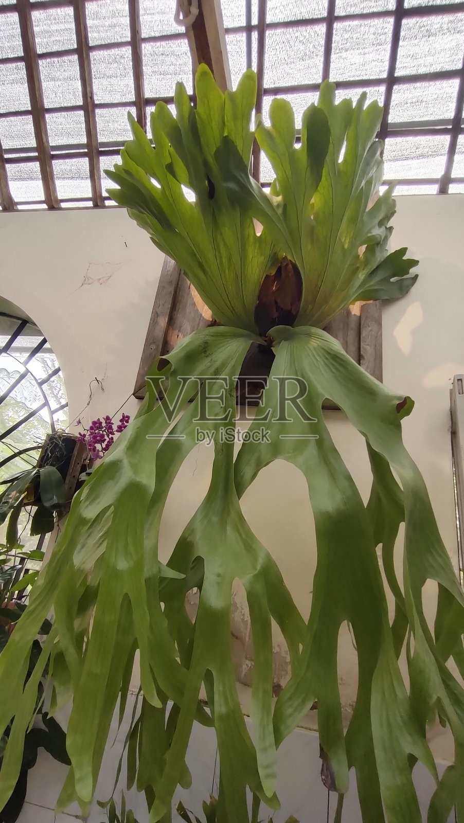 室内植物 - 鹿角蕨照片摄影图片