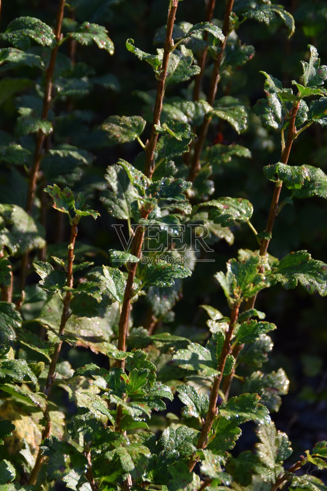 深绿色植物照片摄影图片