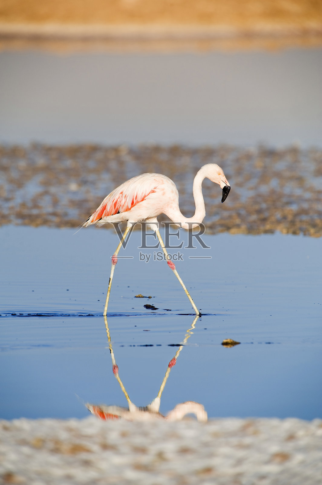 智利火烈鸟照片摄影图片