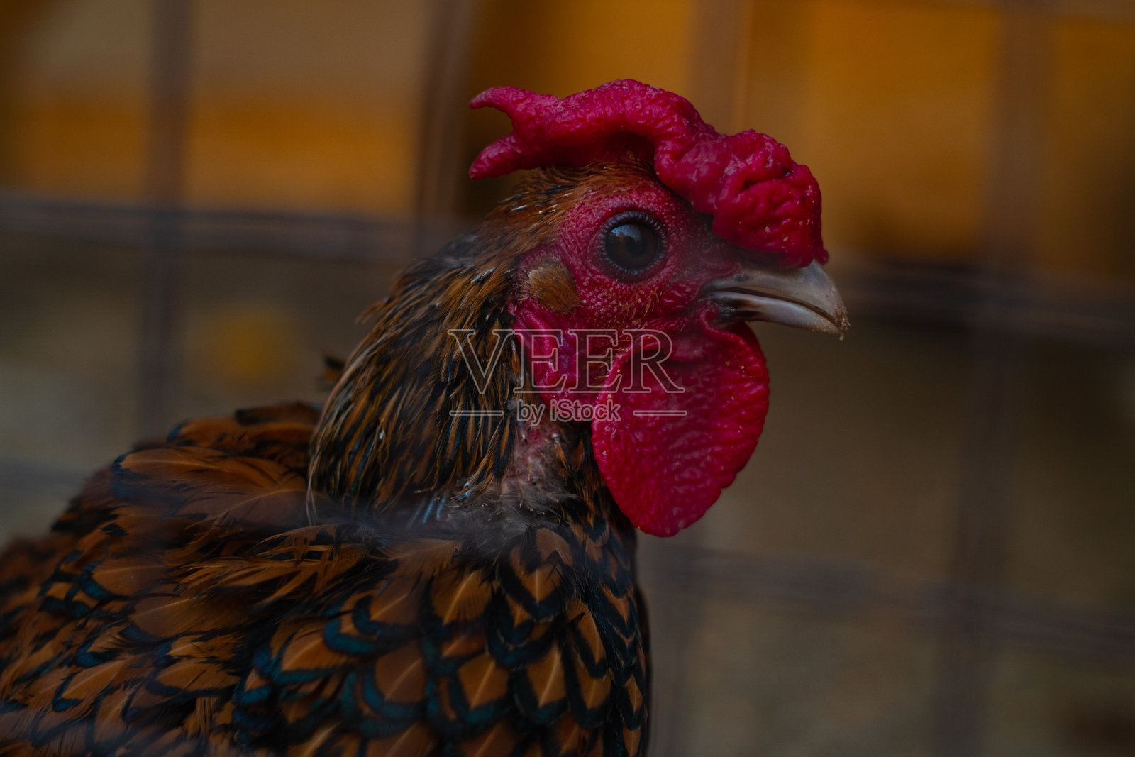 一只公鸡的头部特写，红色的鸡冠，饲养在家禽养殖和家禽繁育的笼子里。照片摄影图片