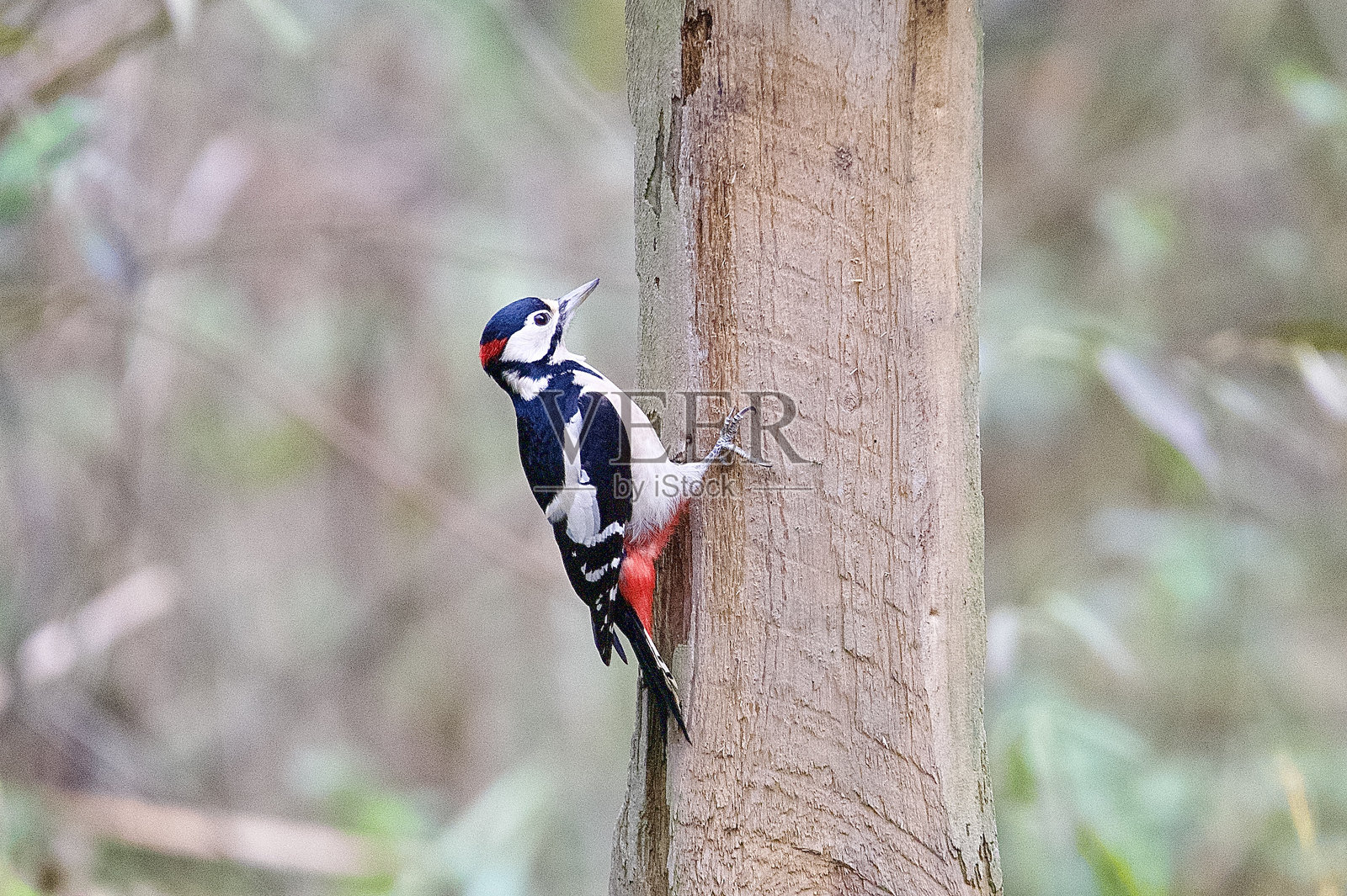 大斑啄木鸟正在爬上一个柱子的侧面照片摄影图片