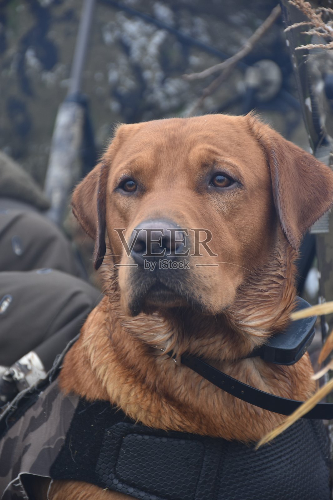 铜ND 2024照片摄影图片