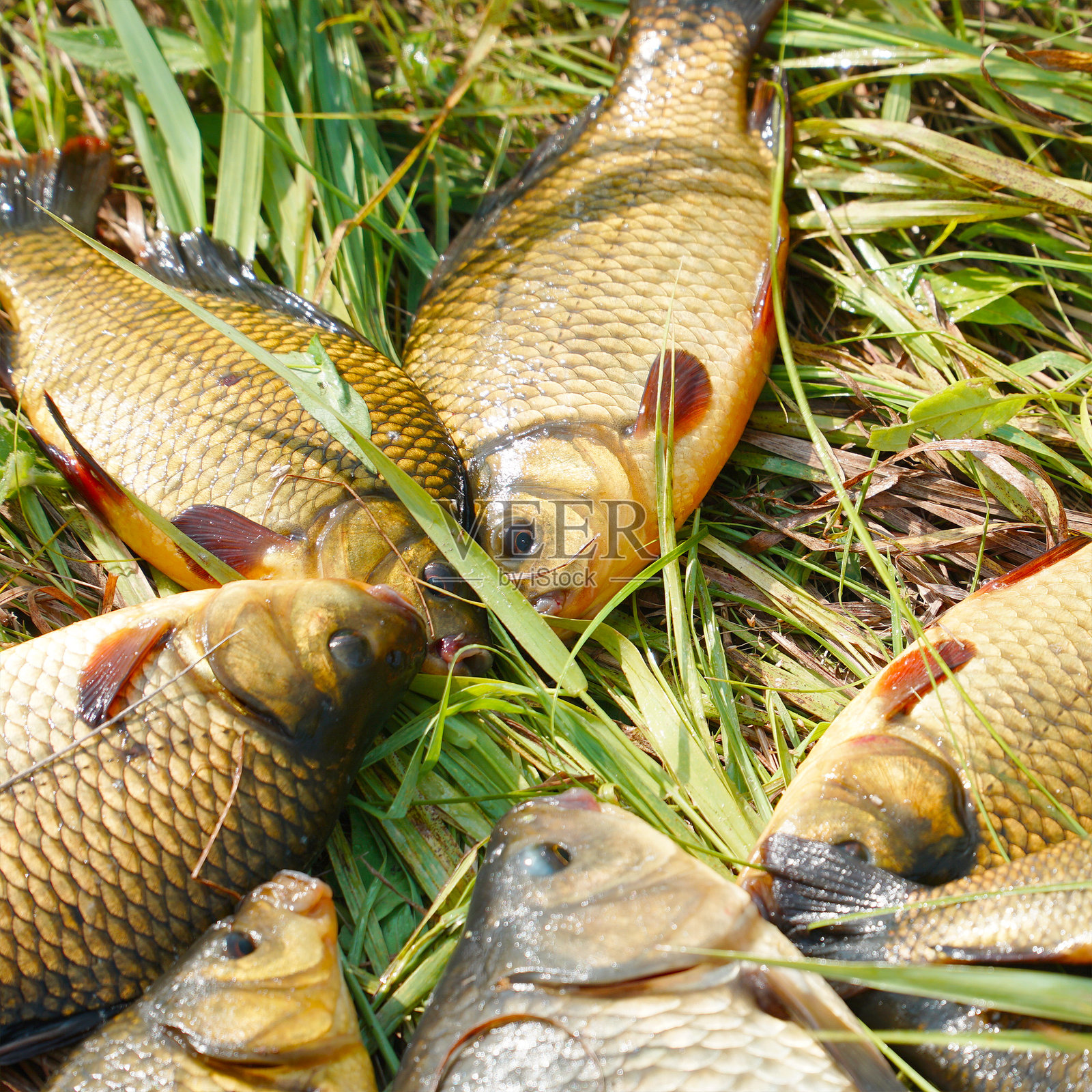 草地上的银色和金色鲫鱼照片摄影图片
