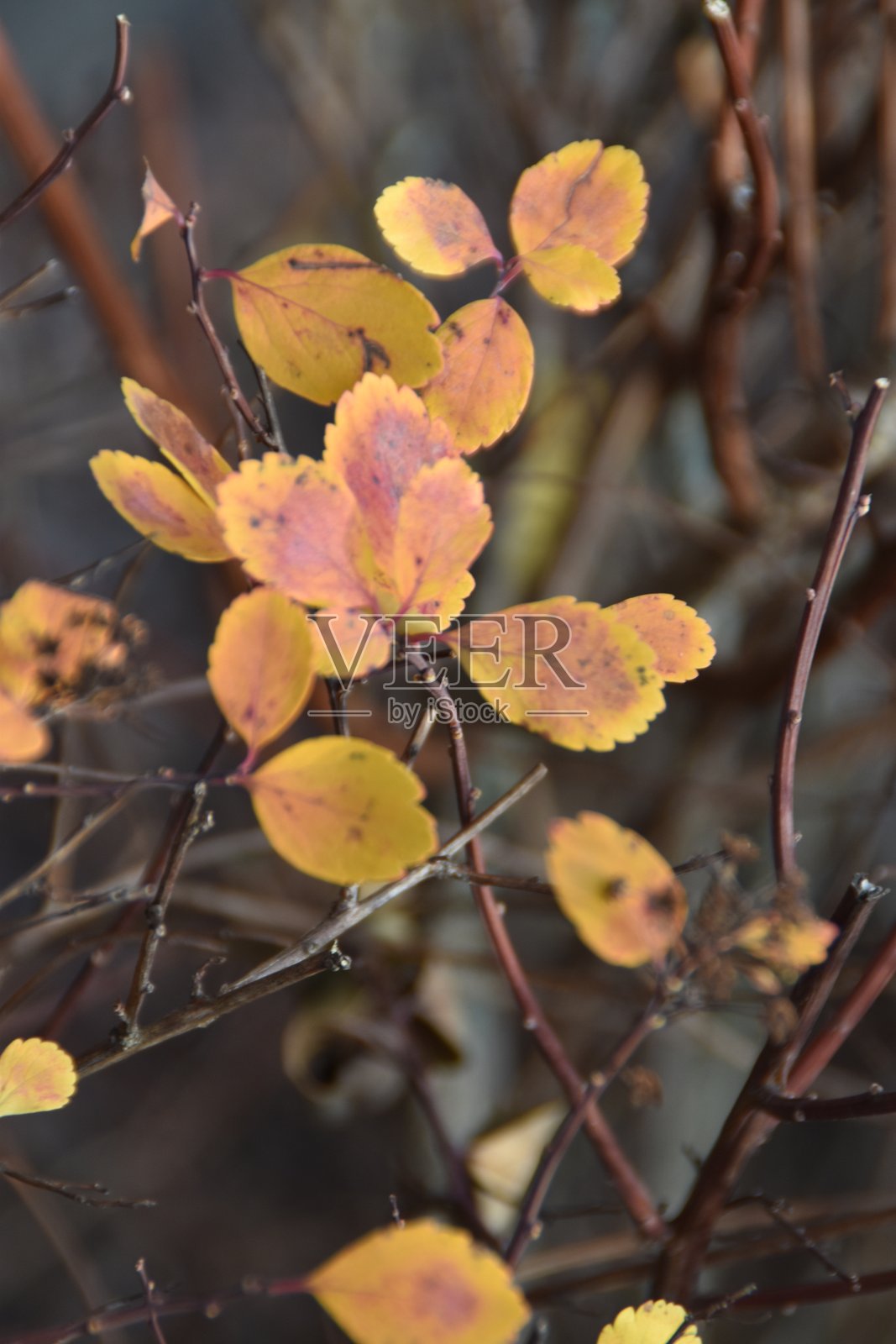 五彩缤纷的秋季树叶照片摄影图片