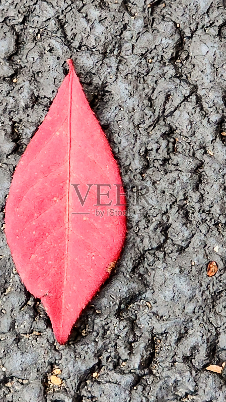 沥青丛林照片摄影图片