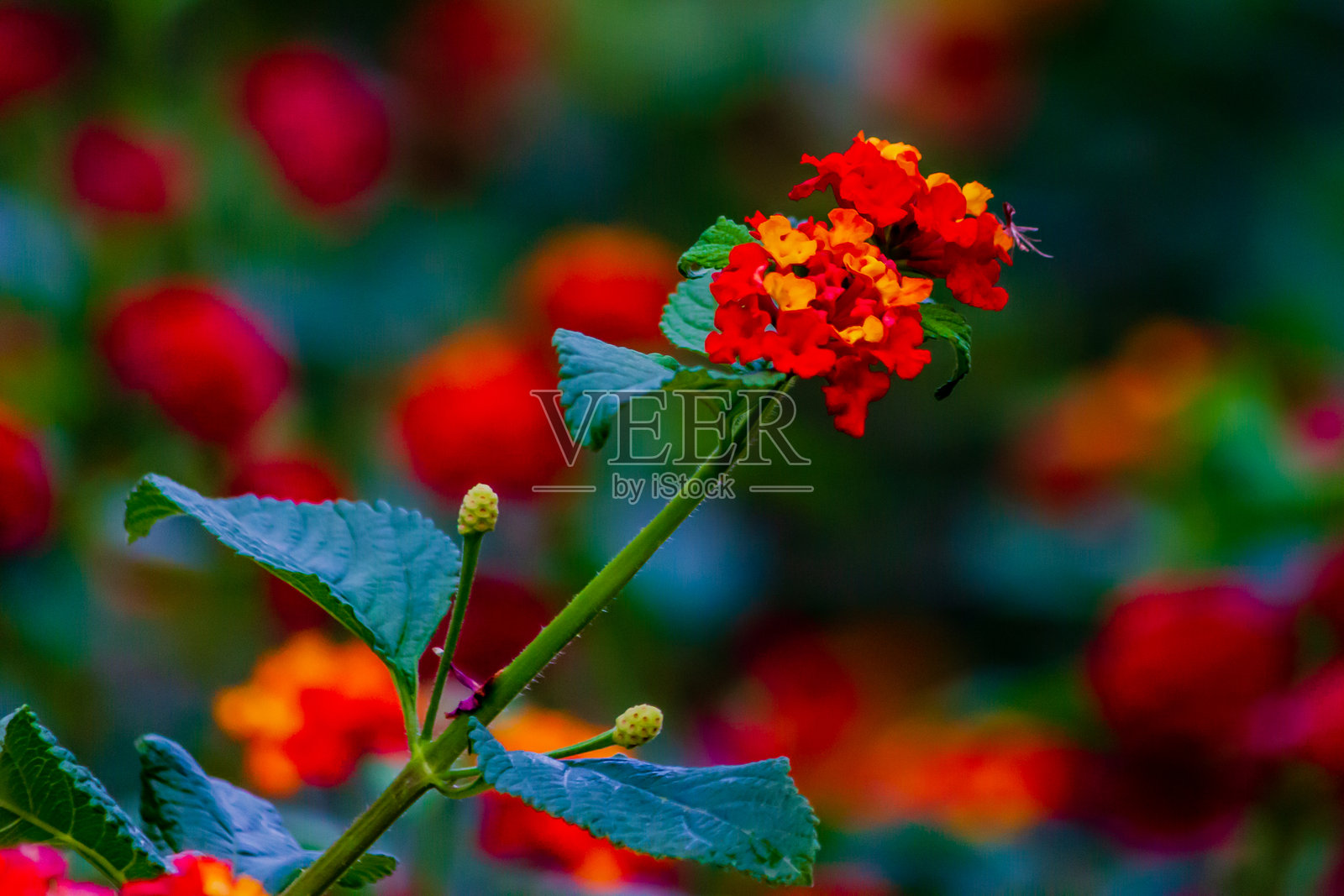 鲜艳的红色和黄色的马缨丹花盛开照片摄影图片