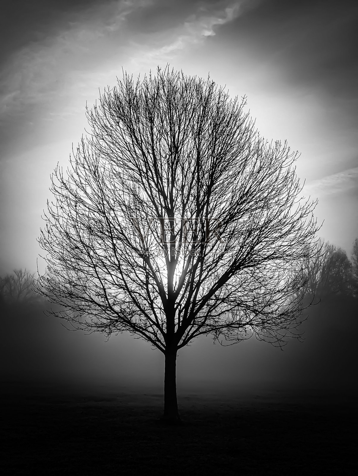 雾霭中的单色无叶树景象照片摄影图片