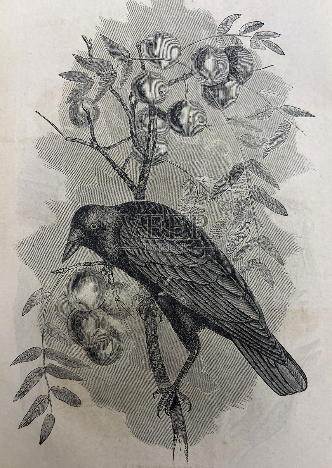 古董插图 - 普通乌鸦插画图片素材