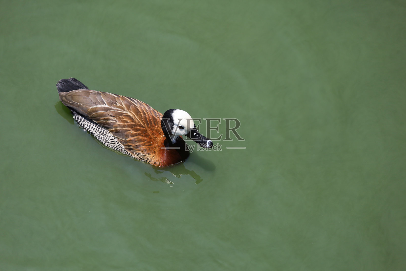 白脸鸣鸭正在河中游泳照片摄影图片