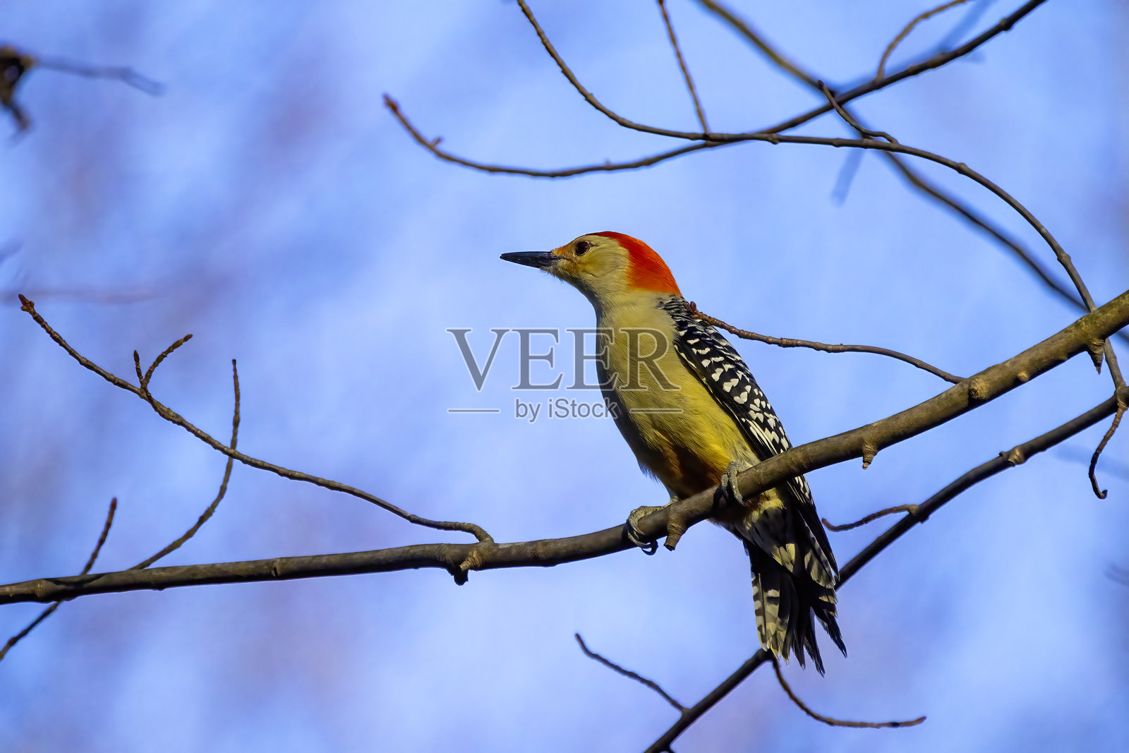 红腹啄木鸟 (Melanerpes carolinus)照片摄影图片