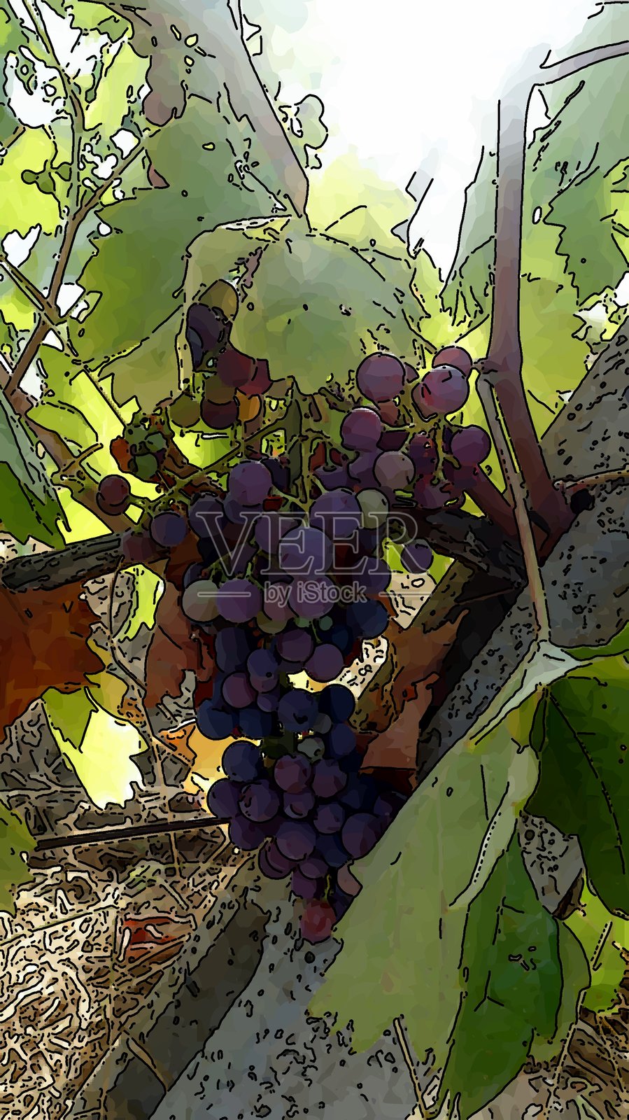 一串准备收获的葡萄。照片摄影图片