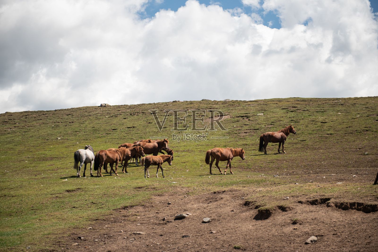 蒙古马在夏季牧场上吃草。照片摄影图片