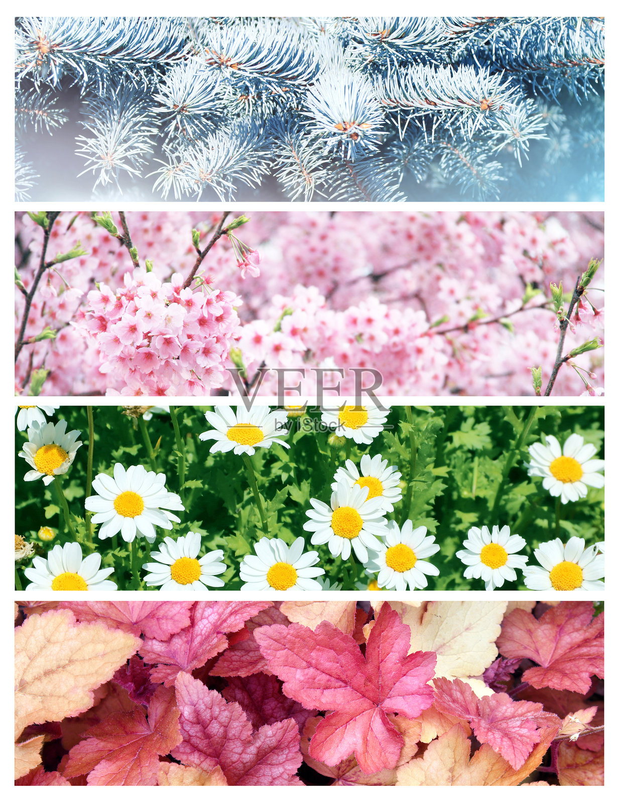 四季的横幅。包含冬季、春季、夏季和秋季场景的自然横幅组合。季节性风景的自然拼贴画。留有文本空白。照片摄影图片