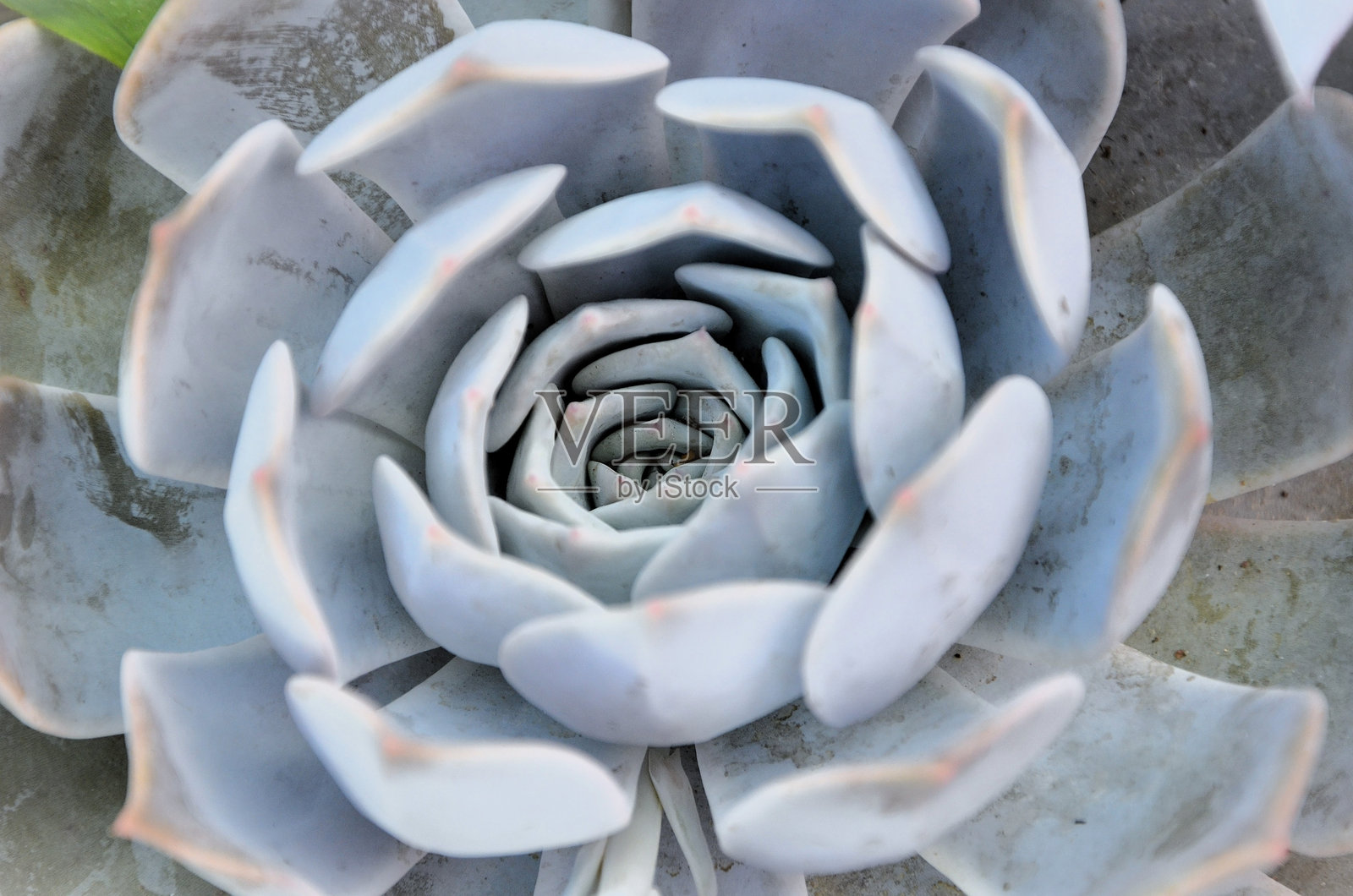 特写的多肉植物银边玫瑰（Echeveria Caly Argentea）照片摄影图片