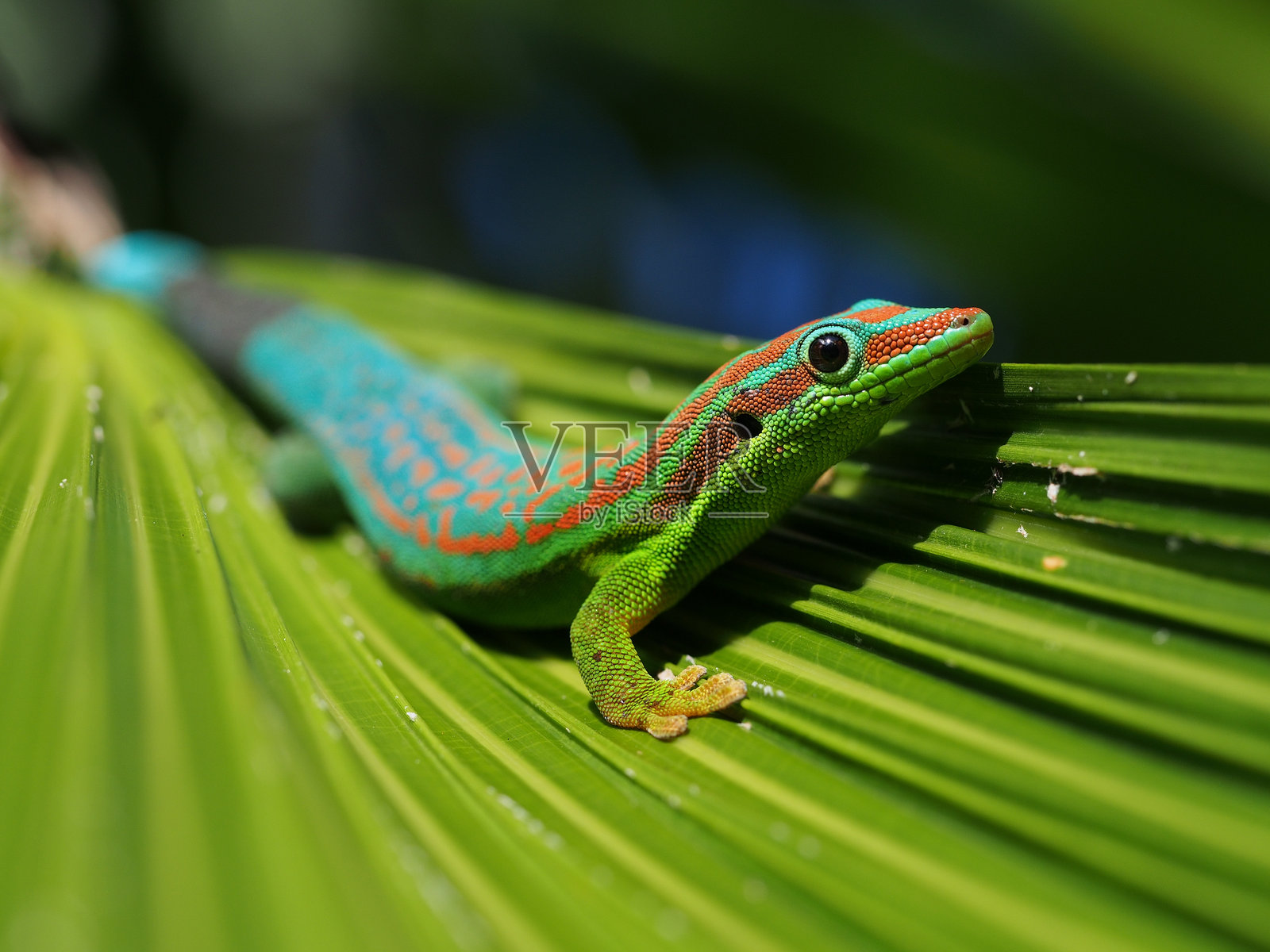 蓝尾日蜥蜴 - 毛里求斯的受保护特有物种，栖息在其自然栖息地中照片摄影图片
