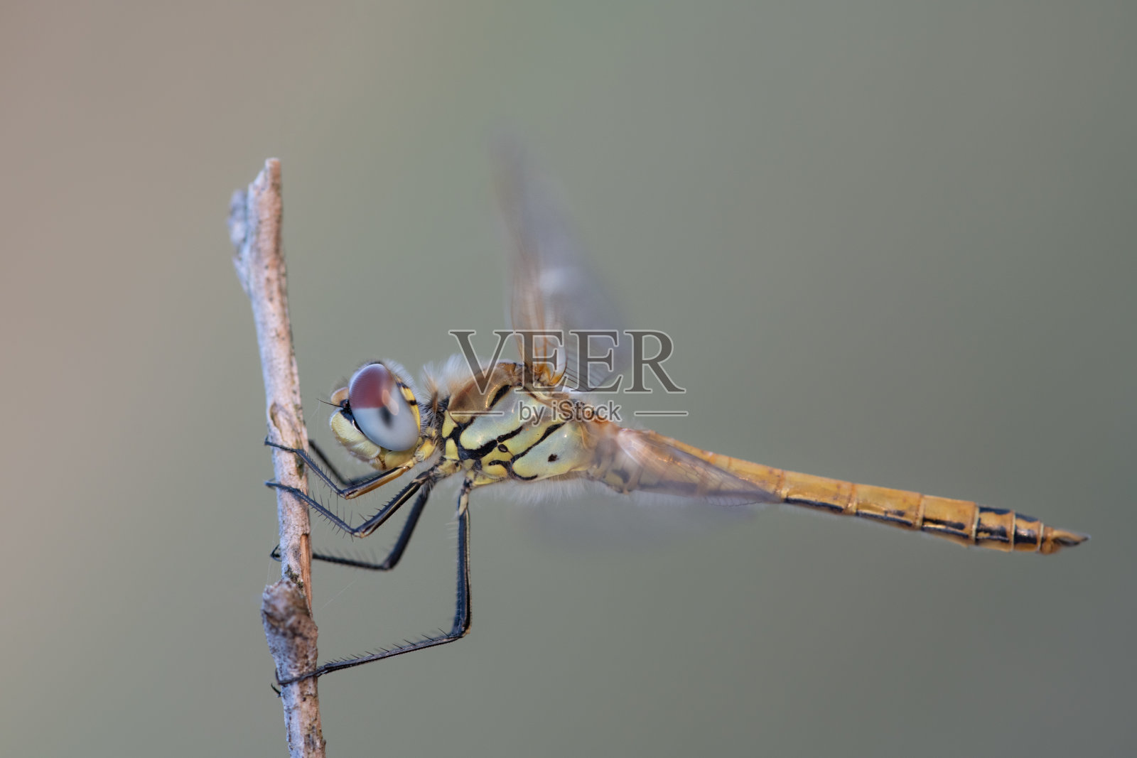 蜻蜓悬挂在草叶上的特写。背景为绿色，有留白空间供文字使用。照片摄影图片