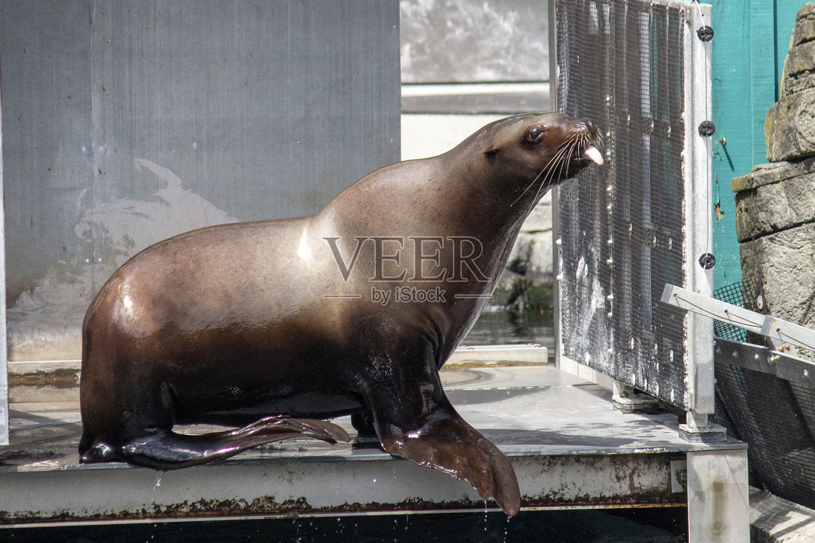 在温哥华嘲弄海狮照片摄影图片