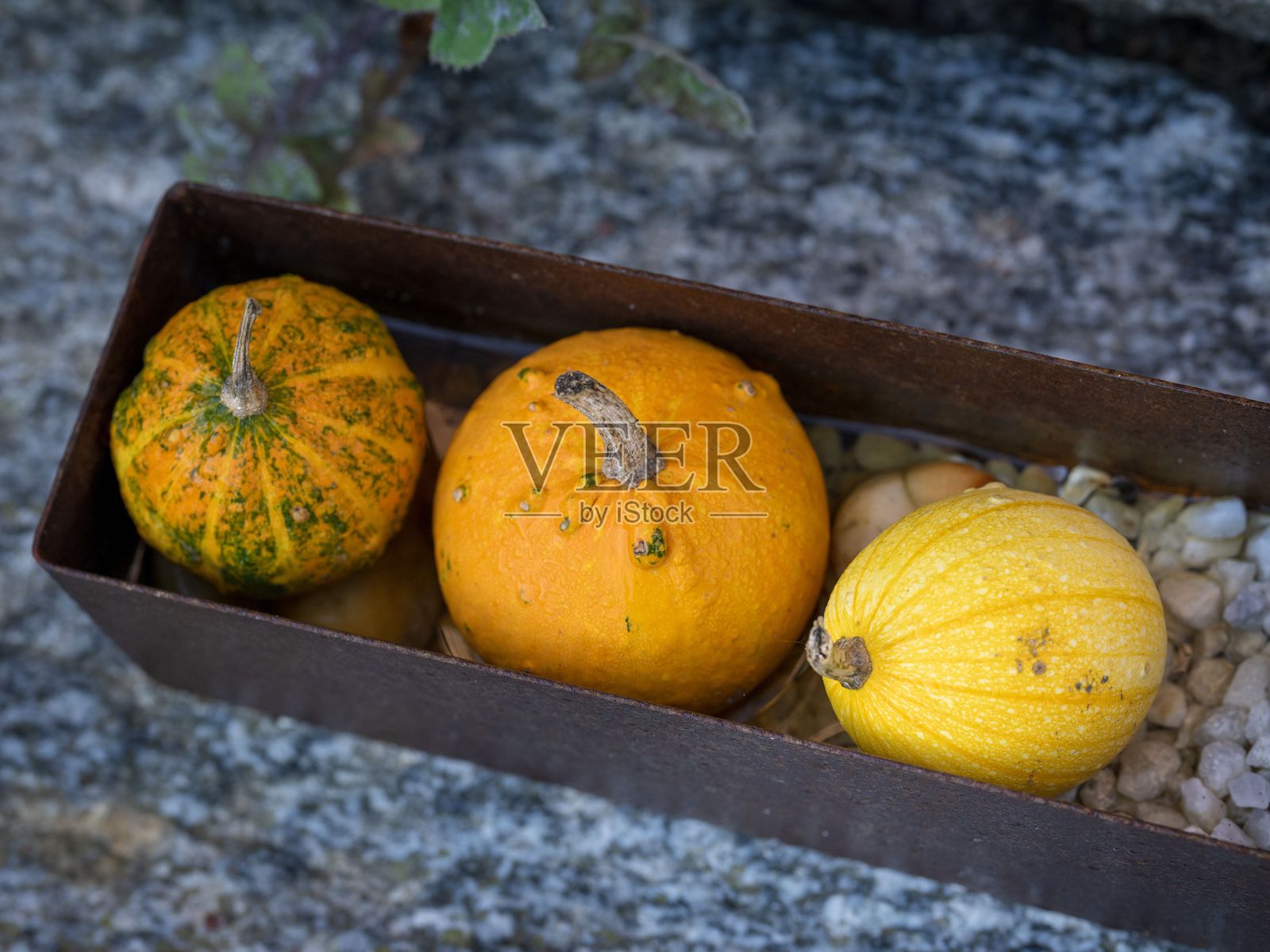 三只南瓜的特写镜头照片摄影图片