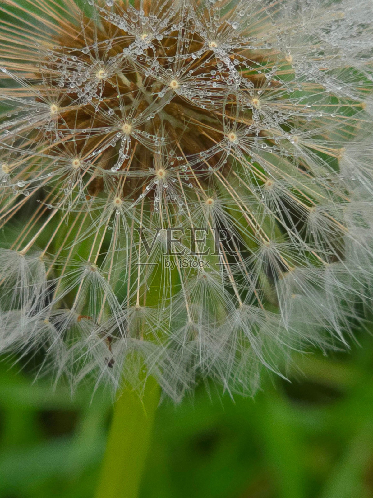 带露珠的蒲公英特写照片摄影图片