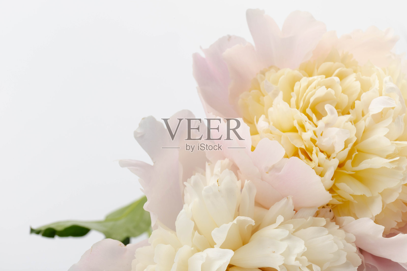 花卉春季背景。粉色牡丹和花瓣。特写。柔焦。自然照片摄影图片