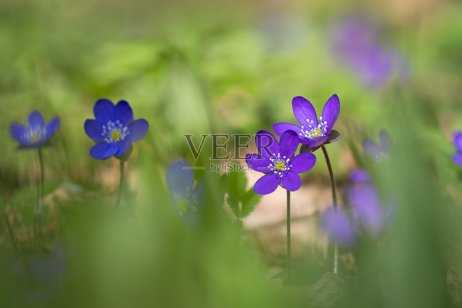 早春时节在森林中盛开的肝花。照片摄影图片