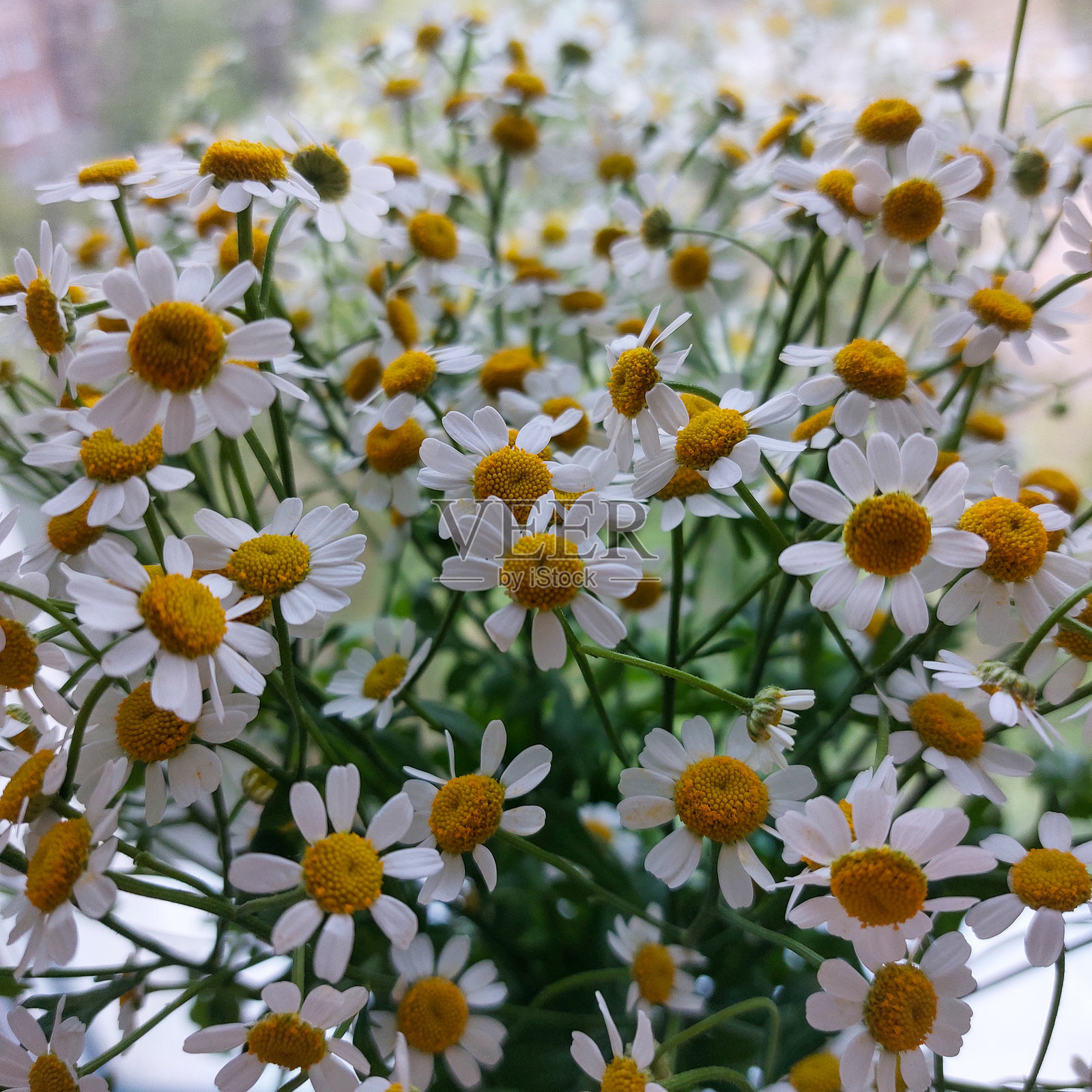 一束新鲜的洋甘菊花照片摄影图片