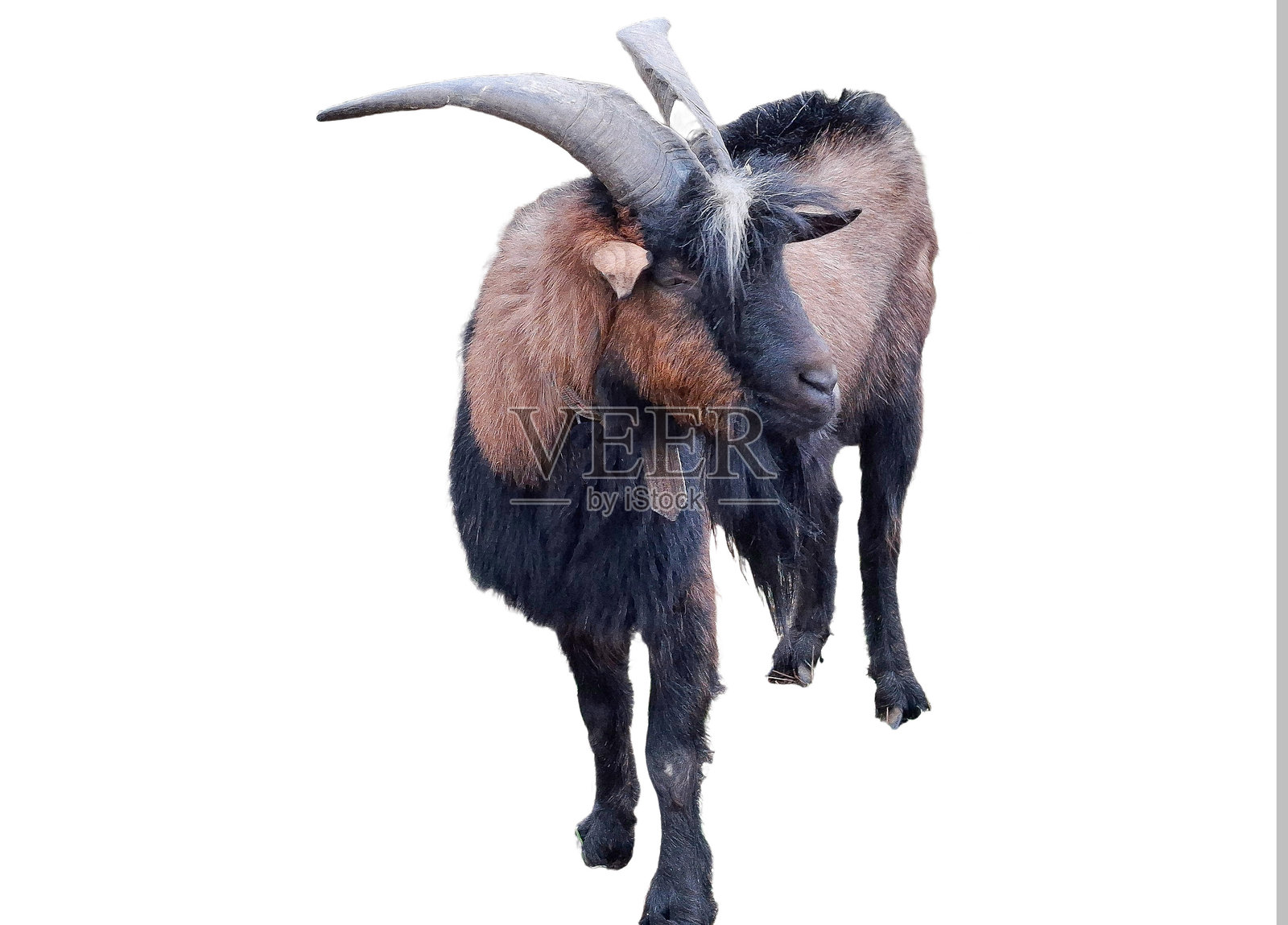 白色背景下的公山羊照片摄影图片