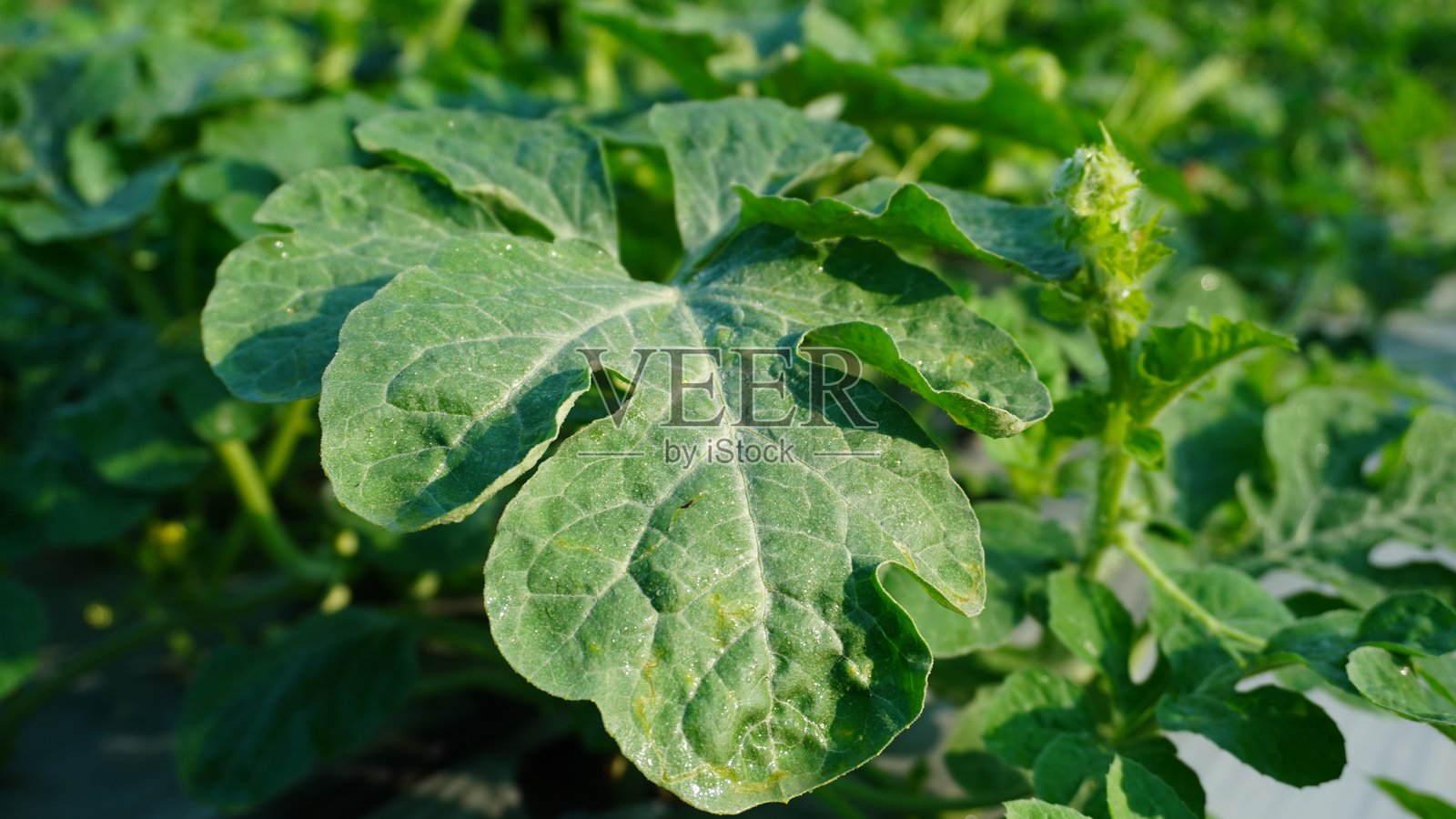 西瓜叶子的特写镜头照片摄影图片