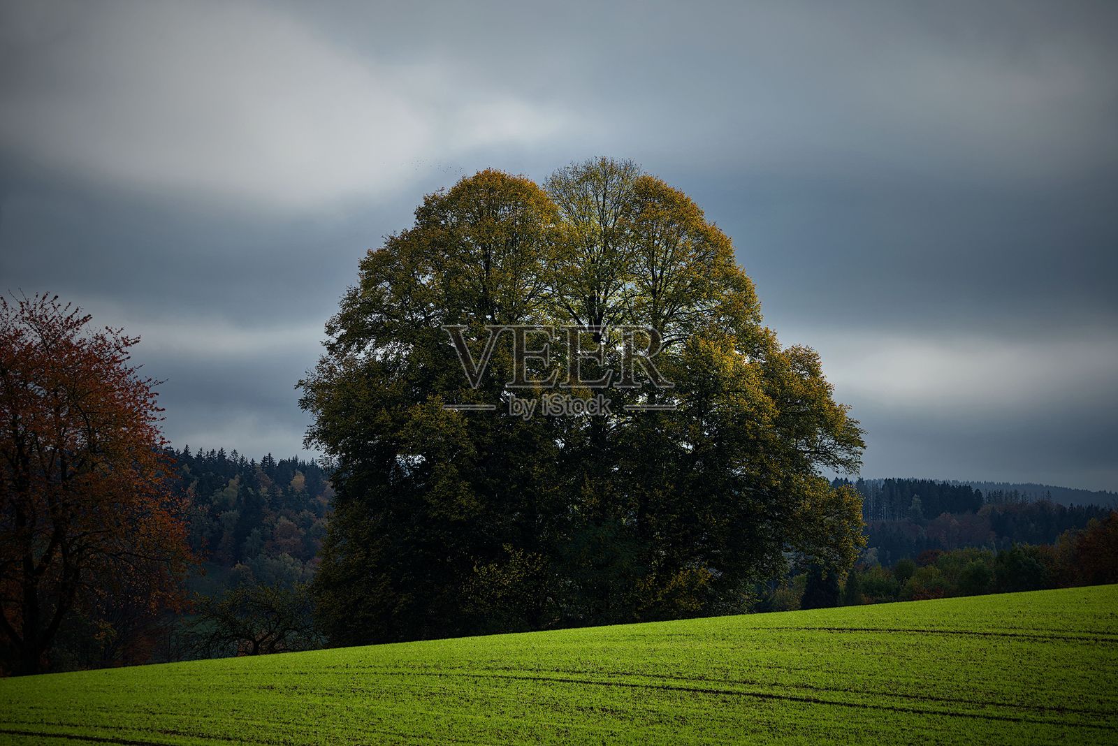 孤独的树在阴云密布的绿色田野上照片摄影图片