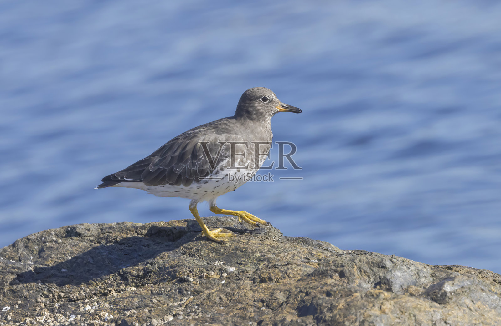 冲浪鸟照片摄影图片